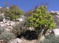 Tylecodon paniculatus 2