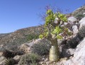 Tylecodon paniculatus 3