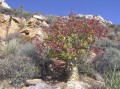 Tylecodon paniculatus 4