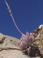 cf. Andromischus sp.