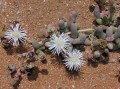 cf. Phyllobolus sp.