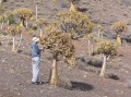 Aloe forest 2