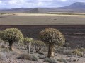 Aloe forest