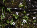 Crassula natans