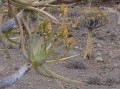 Fruiting aloe