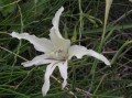 Gladiolus undulatus