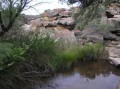 Marsh vegetation