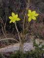 Moraea lewisia