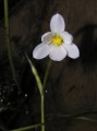 Spiloxene aquatica