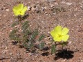 Tribulus cristatus