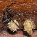 Brown widow