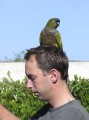 Rude parrot