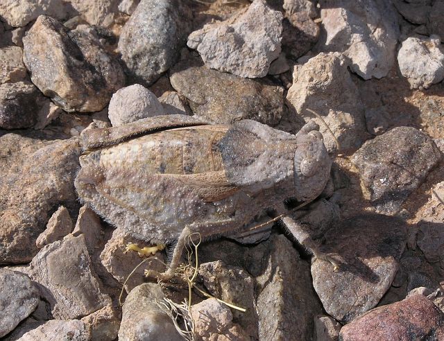 Stone grasshopper