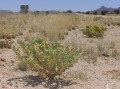 Augea capensis 1