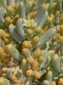 Augea capensis 2