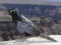 Cape glossy starling