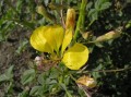 Cleome foliosa