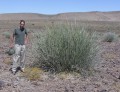 Euphorbia dregeana