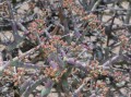 Euphorbia sp. 2