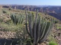 Euphorbia virosa 1