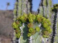 Euphorbia virosa 2