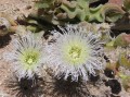 Mesembryanthemum