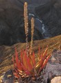 Orange River aloe
