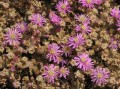 Ruschia sp. 2