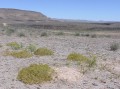 Semidesert 1