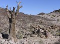 Semidesert 2