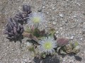 Succulents