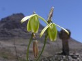 Albuca sp. 1_2