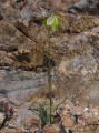 Albuca sp.