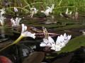 Aponogeton distachyos 2