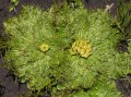 Arctopus echinatus 1