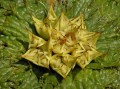 Arctopus echinatus 2