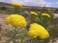 Athanasia crithmifolia 2