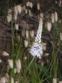 Bulbinella caudafelis