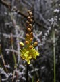 Bulbinella divaria