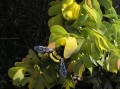 Carpenter bee