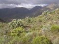 Cederberg 1
