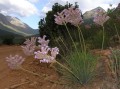Dilatris sp. 1