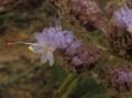 Dilatris sp. 2