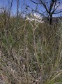 Disa harveiana 1