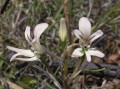 Disa harveiana 2