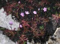 Drosera aliciae