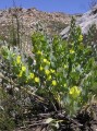 Fabaceae 2_1