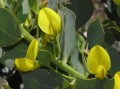 Fabaceae 2_2