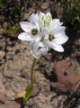Ixia sp.