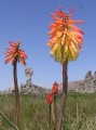 Kniphofia uvaria